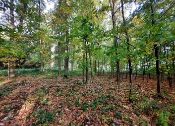 Prodej lesního pozemku, 30.280 m2, Semechnice, Rychnov nad Kněžnou