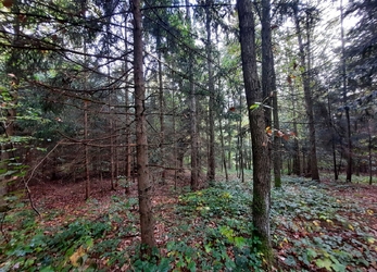 Prodej lesního pozemku, 30.280 m2, Semechnice, Rychnov nad Kněžnou