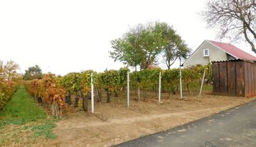 Prodej vinice 783 m² Prušánky , okres Hodonín